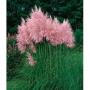 Seminte profesionale Cortaderia sellona - Iarba de Pampas - imagine 49119
